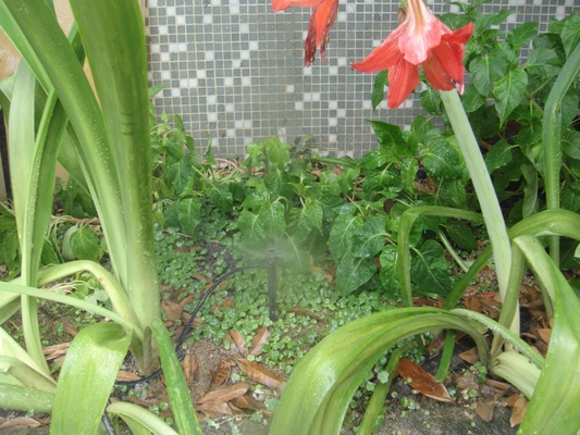 Normal Style Adjustable Range Micro Sprinkler for Potted Crop Transplanting in Garden