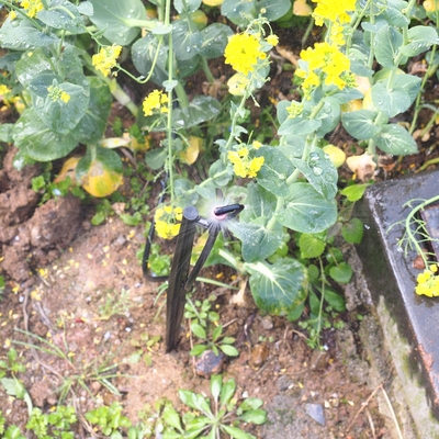 G Type 360 Agriculture And Forestry Garden Sprinkler for Irrigation Quick Connect
