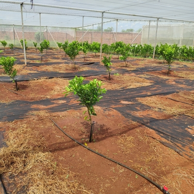 360 Degrees Agricultural Water Sprinkler Normal Style for Micro Sprinkler Irrigation