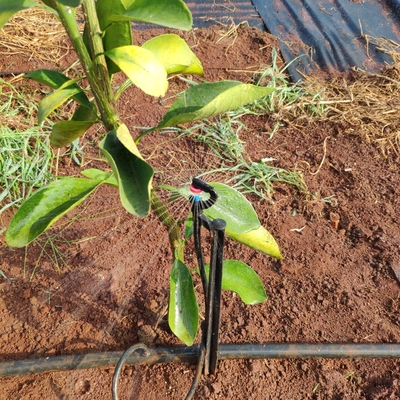 360 Degrees Agricultural Water Sprinkler Normal Style for Micro Sprinkler Irrigation